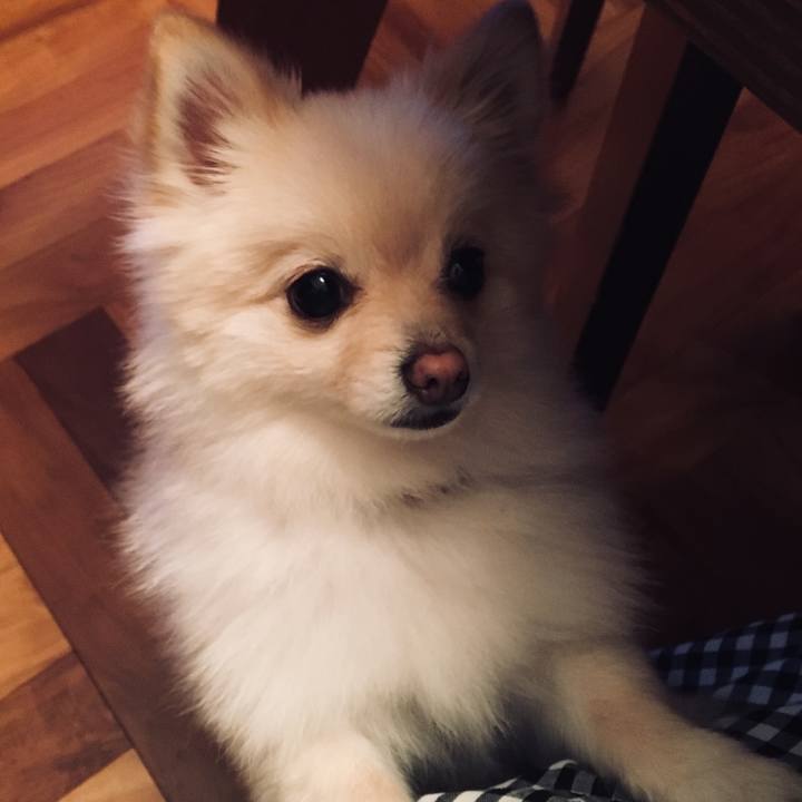 E1c52964 a04e 4de1 9074 130ebfb4ae17