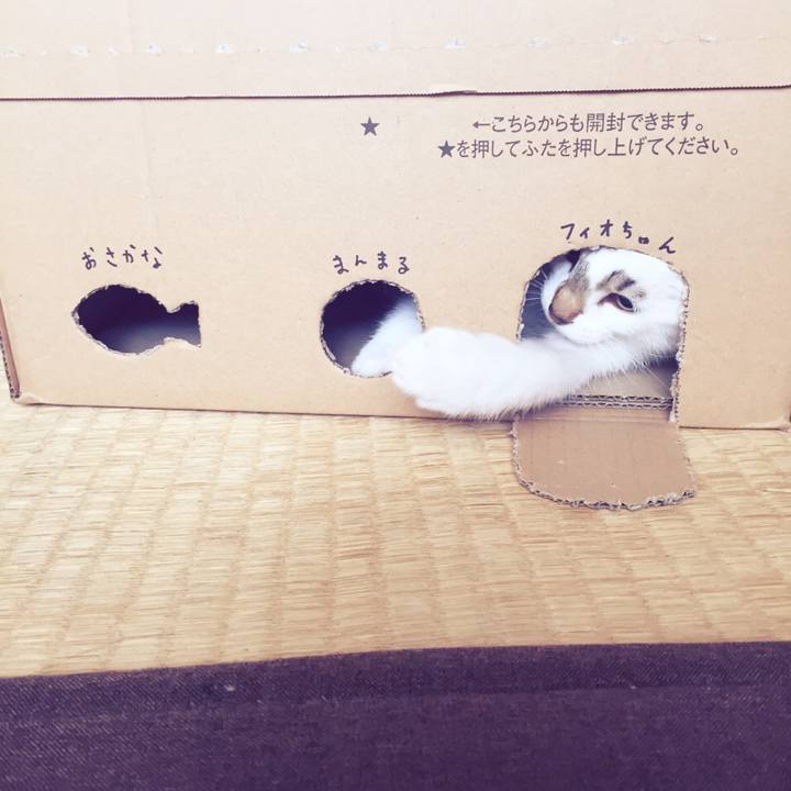 E1c52af3 334c 4f21 af30 fe32b82e0709