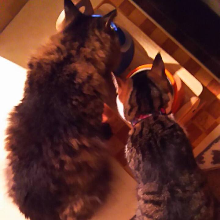 E1cc2cc6 7a0e 47b5 9474 0ffbbcabe427