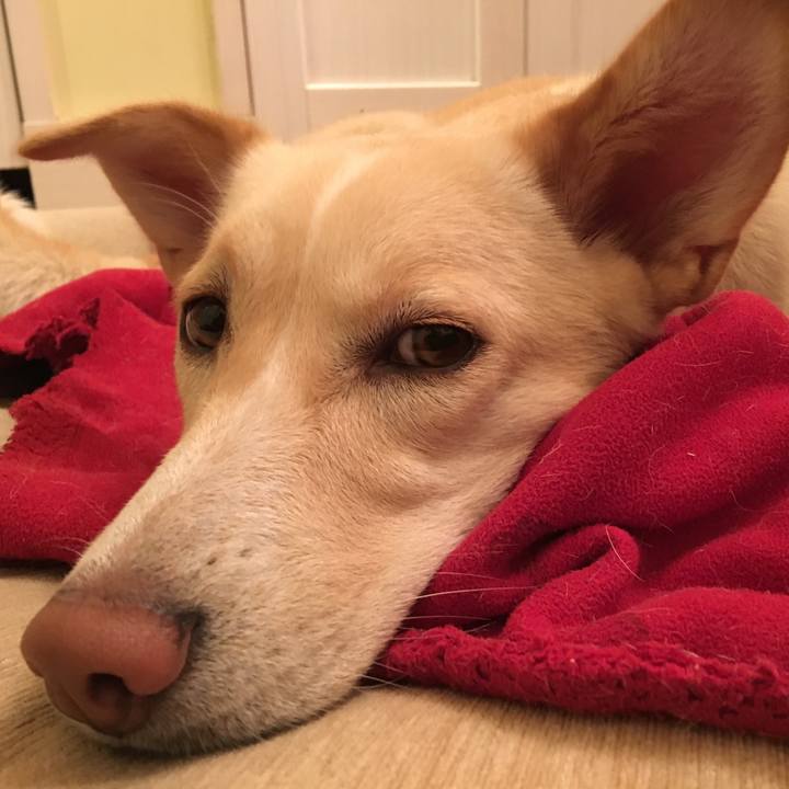 E1cc4ee4 19c0 43c2 8fdf ce539570fc39