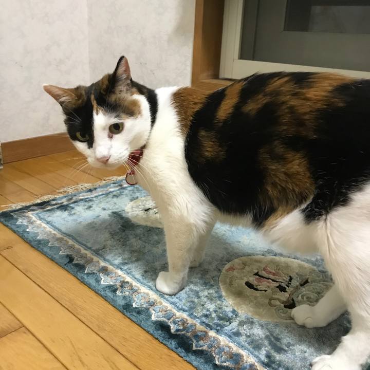 E1cfca78 3f3c 4976 93aa 44113fc1cf27