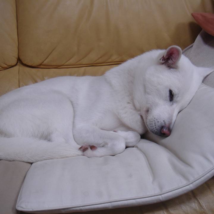 E1cfdcac e52f 4801 82da b7536909fffe