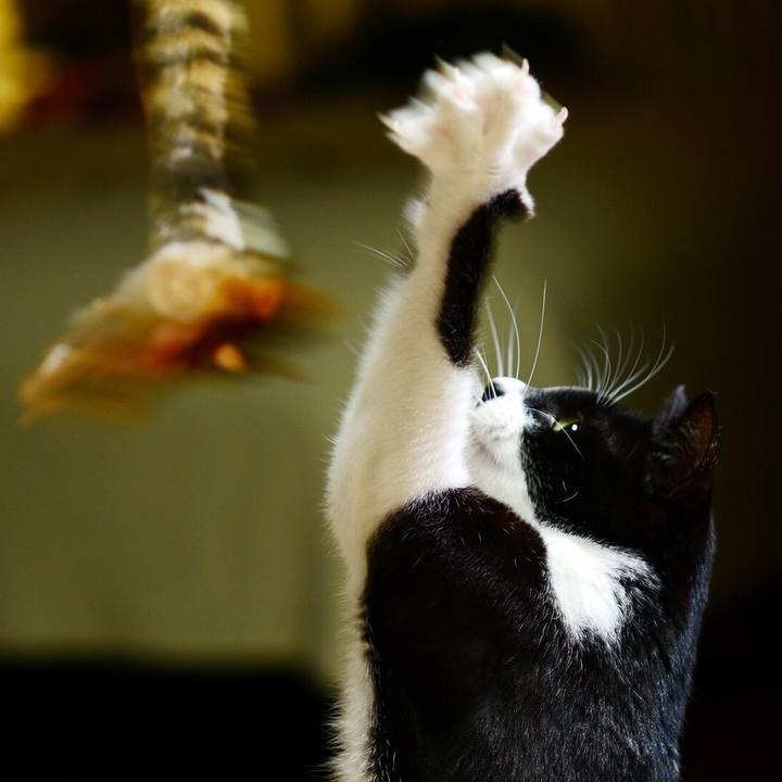 E1cff7c7 721b 413c 833e ca747da4d9bb