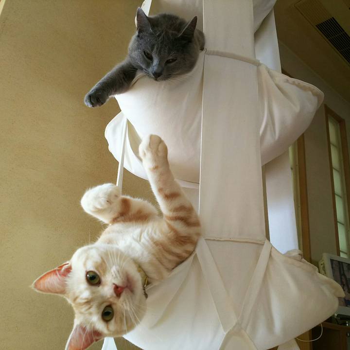 E1d9f240 b5b4 430f bb69 1ff56caaddf4