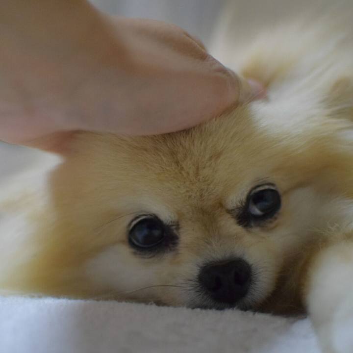 E1da29ea e98b 44c4 8a90 140c0dc267fb