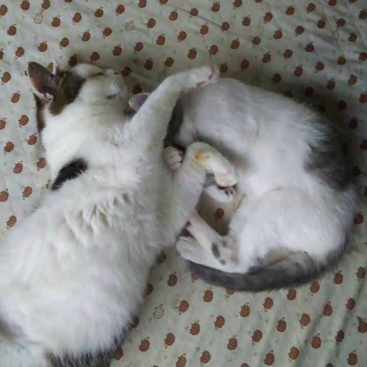 E1e66f55 90a7 46c8 bc34 2ea9da8327db