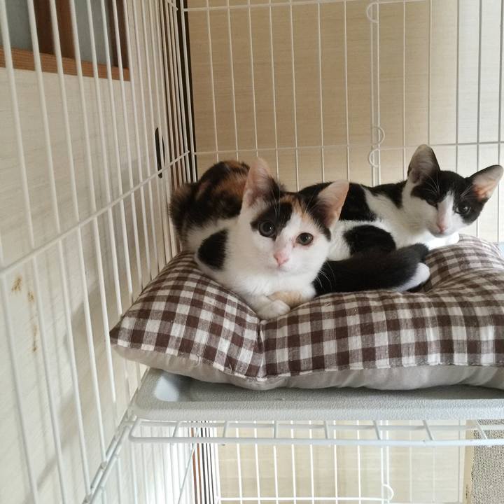 E1ed4bf2 3416 4e89 a3d4 515a5fca9004