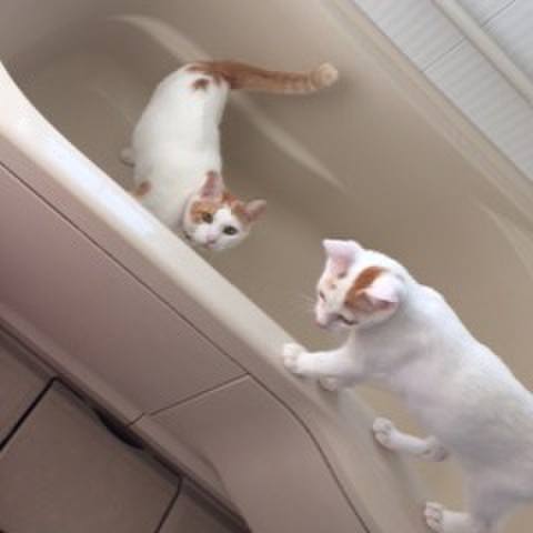 E1fcc4db ab36 417f 872d 69393d268ff2