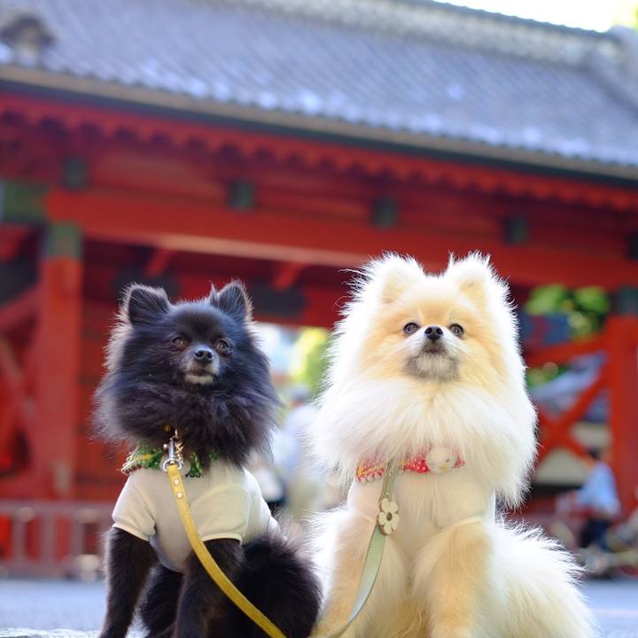 E202af03 ebb9 4a92 9241 e6d43f7cbc1c