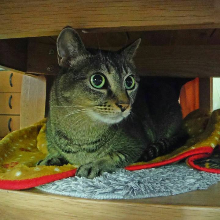 E21340c8 3dab 41b6 b865 7a701b833b9a