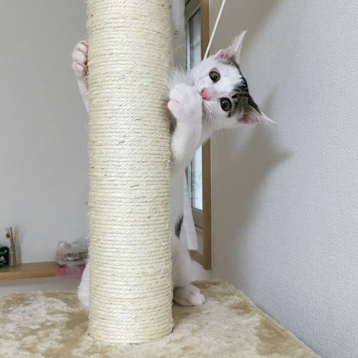 E21956eb 479c 42ea b41d 935b30faa5a4