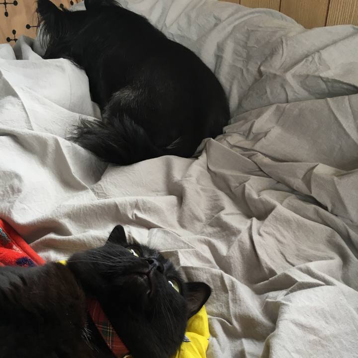 E221fddc a16e 4adc 9800 bc1ed2f5d2b3