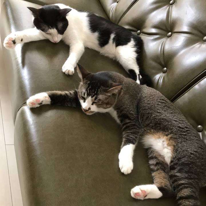 E232d866 9798 4719 88d1 8c34c54829b2