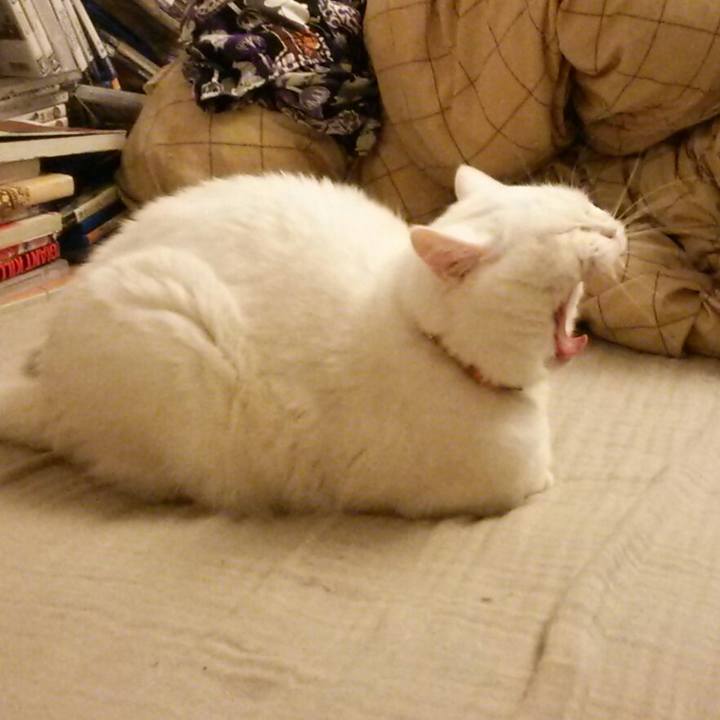 E2342fe0 778e 4cde a197 c5eccc86fd0b