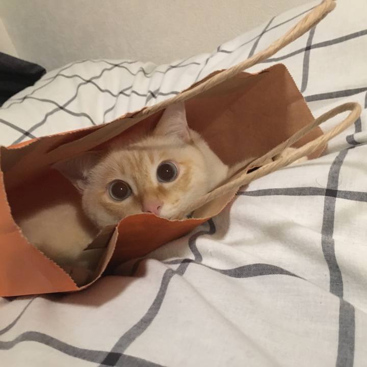 E236db05 2605 41f9 af96 66993e6ea2ce