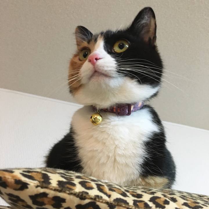 E239ee97 e6aa 4339 b8af 962f0398a006