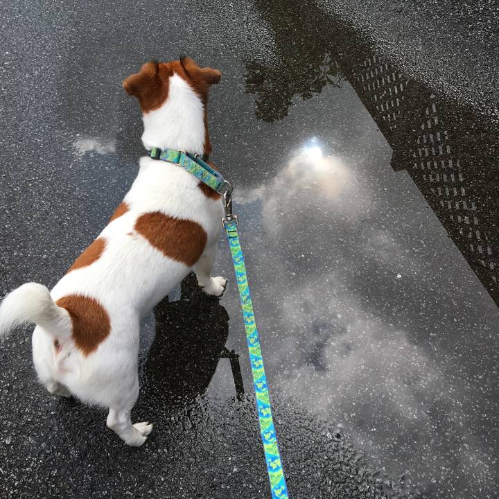 E23be9f8 c1c5 4832 9313 44ffed73831d