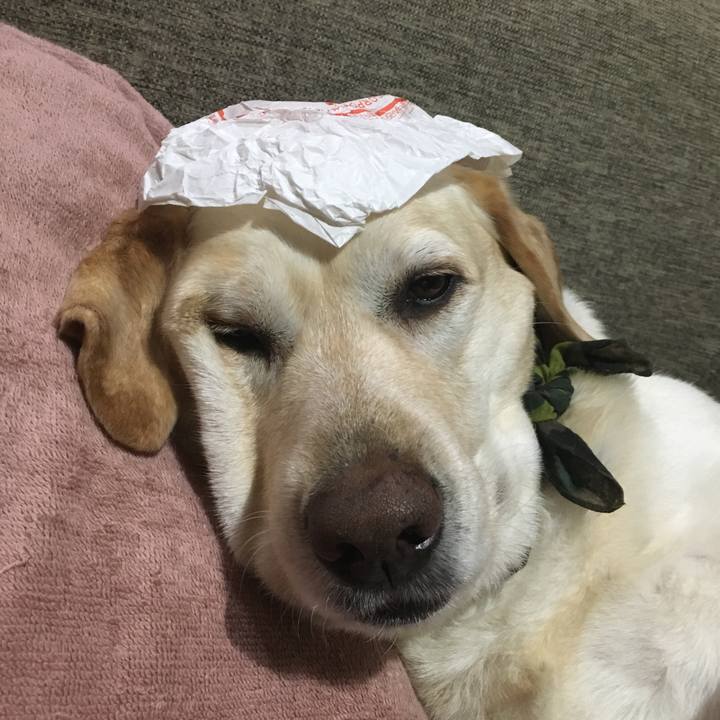 E24a4f15 6e95 4abf ba44 59cdd074f9fd