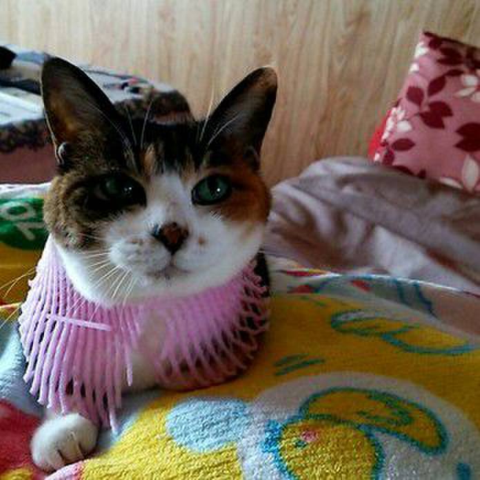 E27d5e5f 6c40 434e b59b 65f8dee07d95