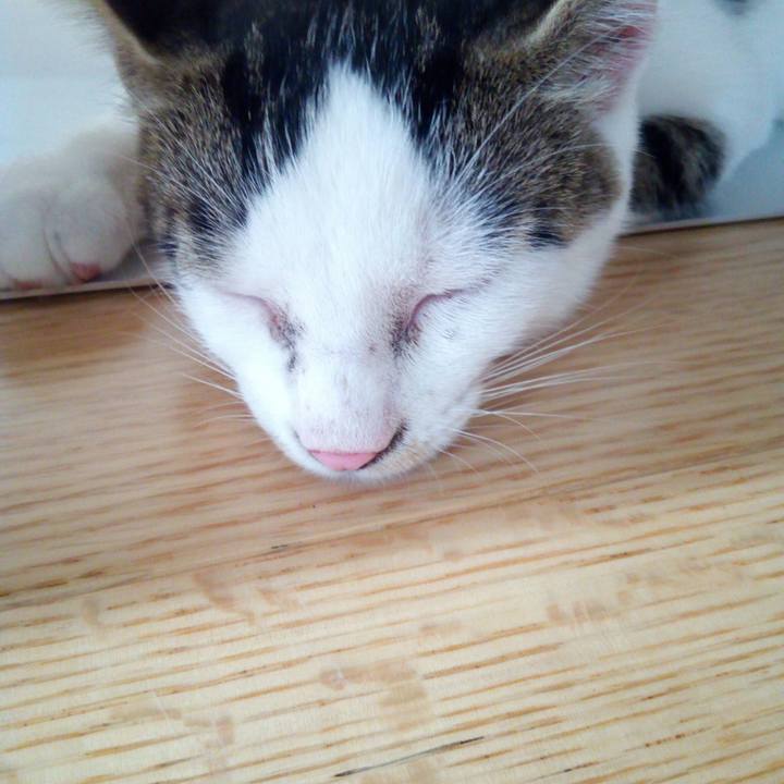 E2a12dee 0b59 480c bc39 fc1d8862e3fb