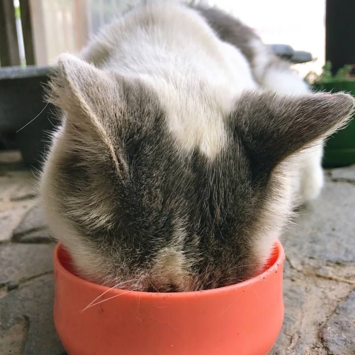 E2ab7d4e 14e7 40f1 819d f964730cdbda