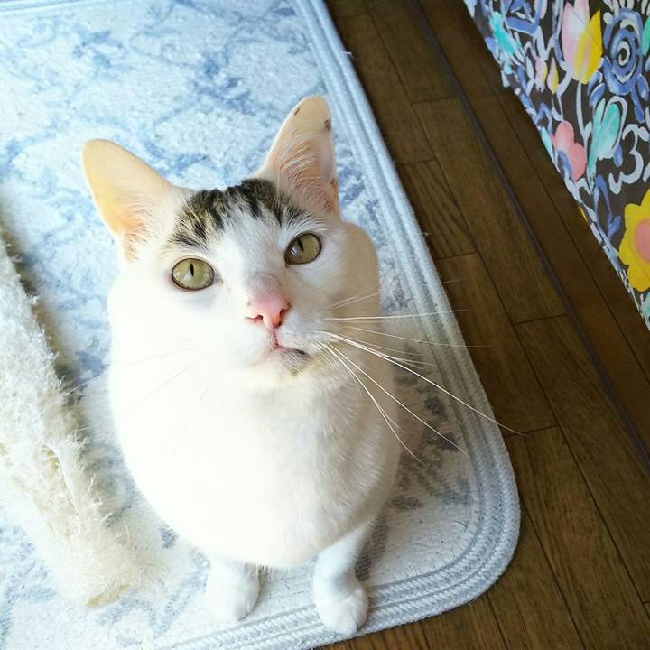 E2b020cf 3236 4217 90ab 45cf8651a6ce