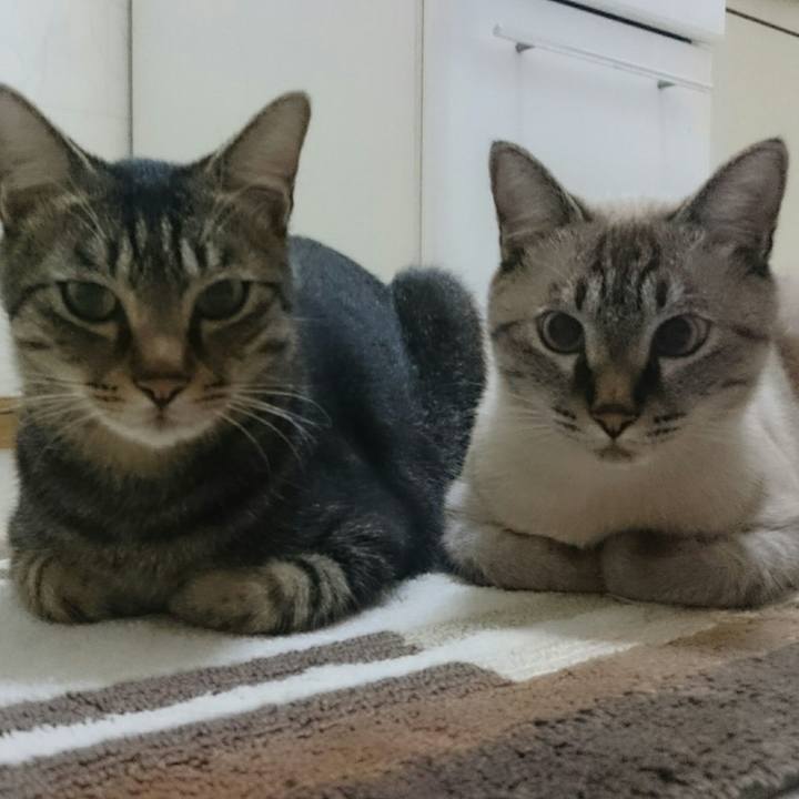 E2d6612f 01b1 4417 8c18 60600a8b514d