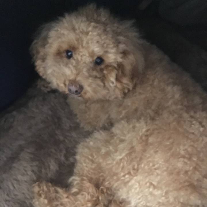 E2dd6a82 55f6 4dc4 be6b 9341099c8ae3