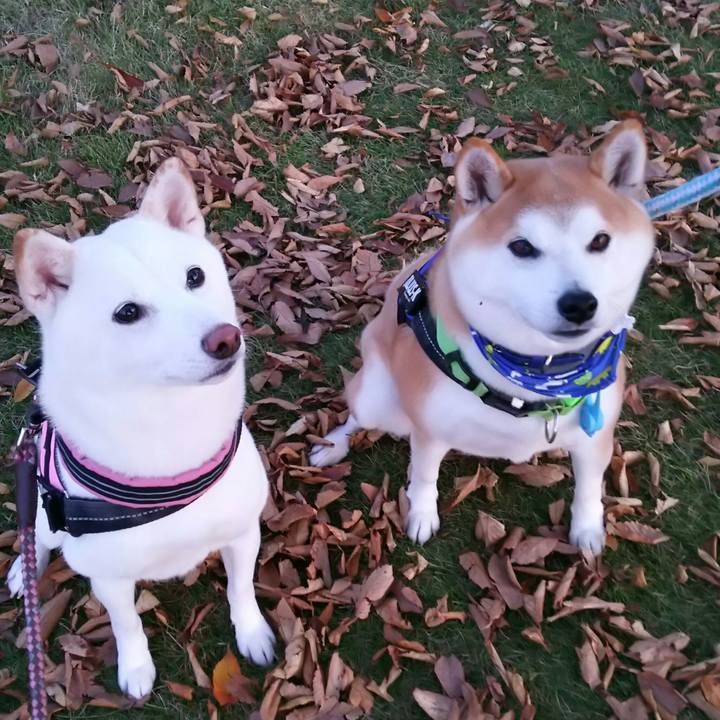 E2e10309 2900 497c abf6 aa58ad88b9da