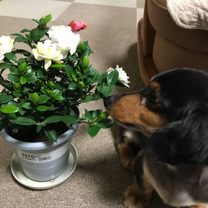 E2fe8511 9d0f 4914 82a4 b1e01e69ba88