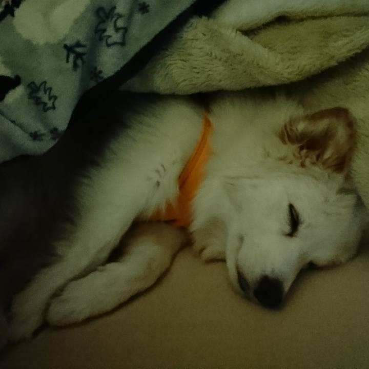 E31347c3 8d95 4adb a5ac f7c8411f69b2