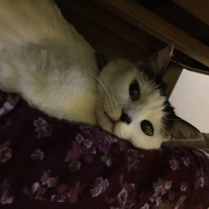 E31be90a 5680 4084 9440 8f6df33ddefe