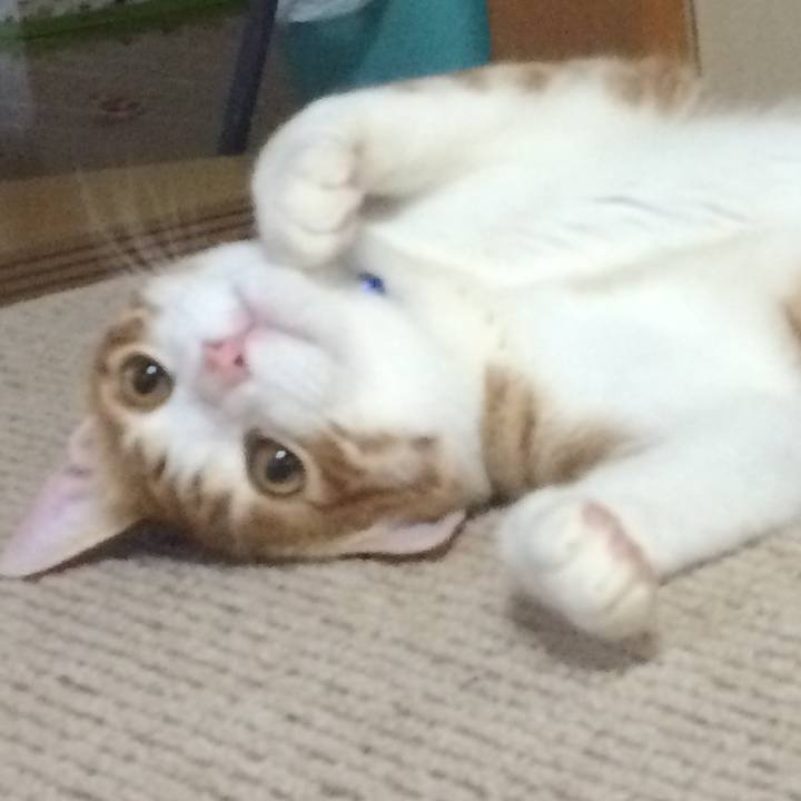 E31dff34 0dc9 498e bb48 d31ff1c000a9