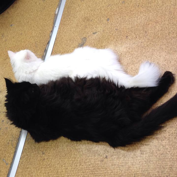 E3236856 f459 4be9 92a0 114995bd0647