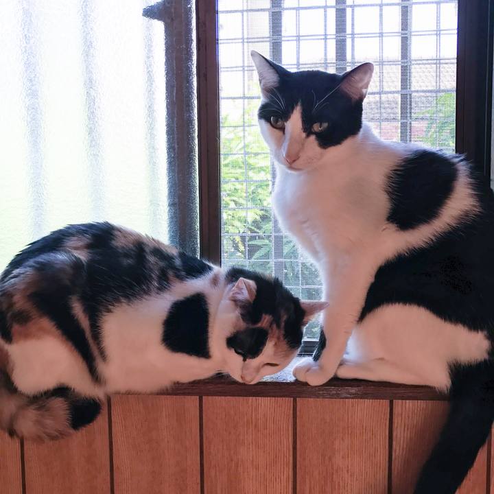 E32ad967 3573 4b7c a9e4 1218111dfaa0