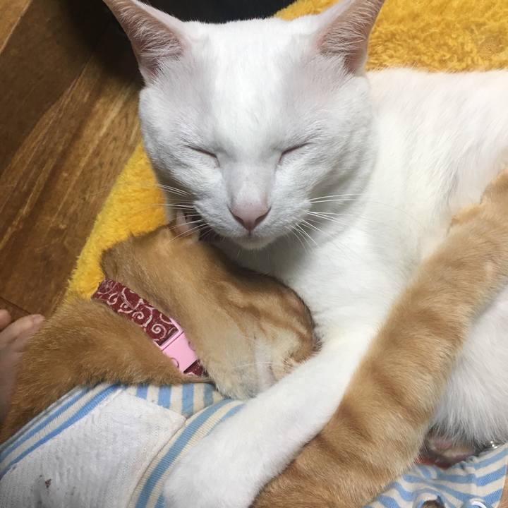 E368352c 1840 4abd bd2e 5243e158c253