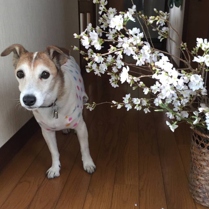 E36caf04 2a4e 4f94 974b e39a77247856