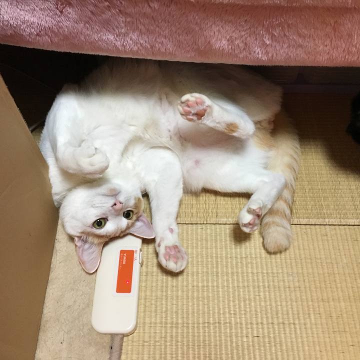 E38b05b4 98be 4162 a91e 81c7e5633754