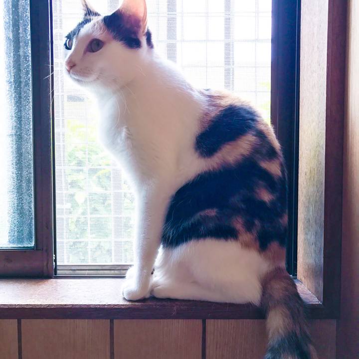 E3a11c58 e03f 4a8e b30b d7d3a2a921db