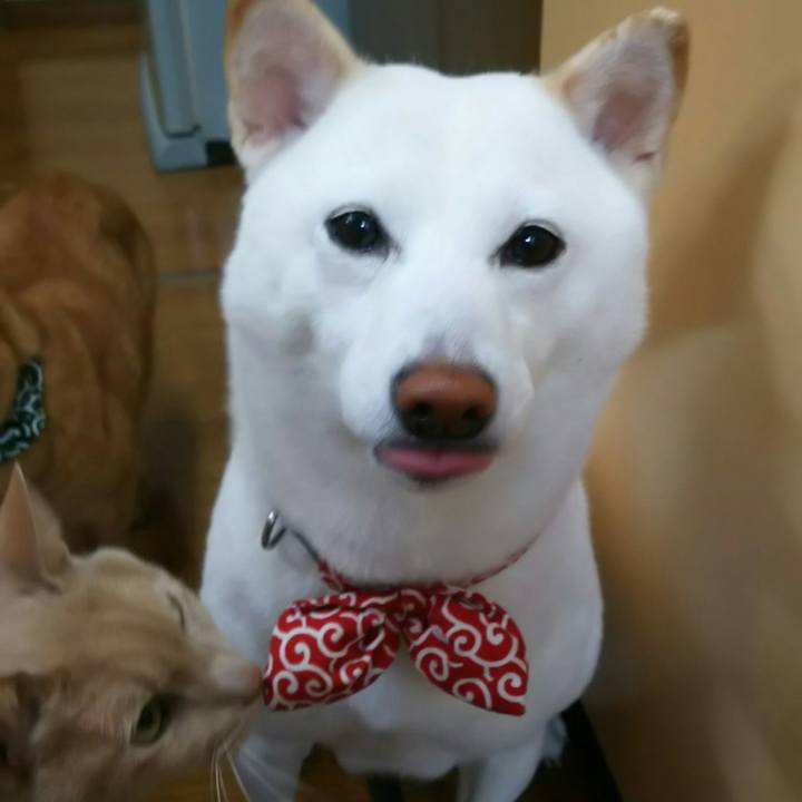 E3b53236 9acc 4822 8315 331345047c3f