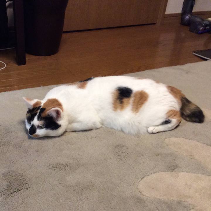 E3cf8172 620a 453f b5e5 13639b0a0258