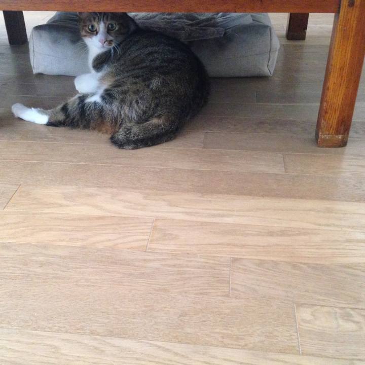 E3e11a14 085f 42ea 8b11 18c202737a85