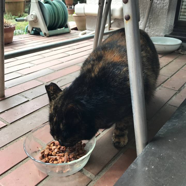 E3ec2afe 6ade 443b bb96 d2119e4de5b2