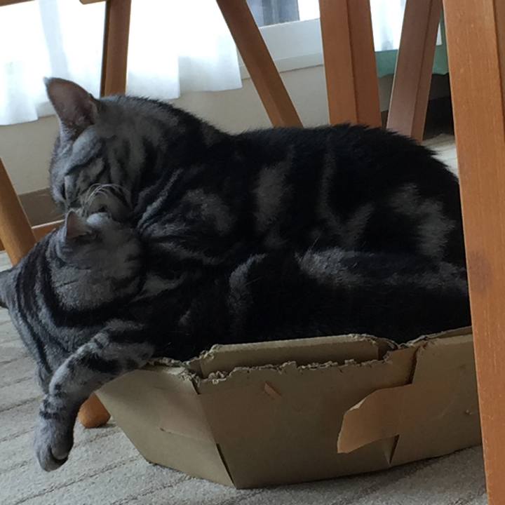 E4010f9a a234 4fde b13c 053823ac7a45