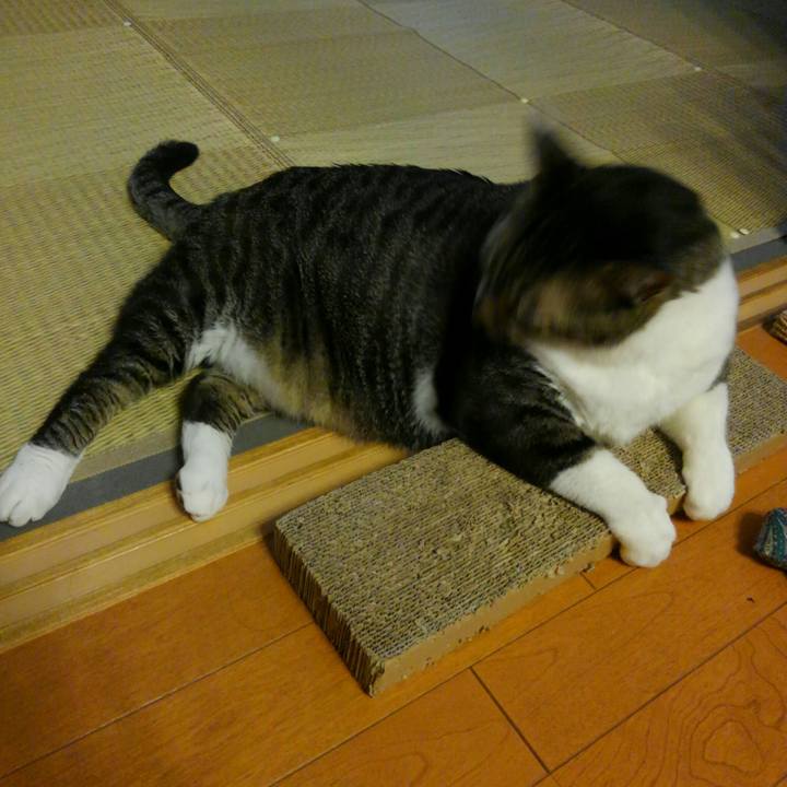 E40d2b4d d4c7 4b6a 83e1 e643c6f801b0