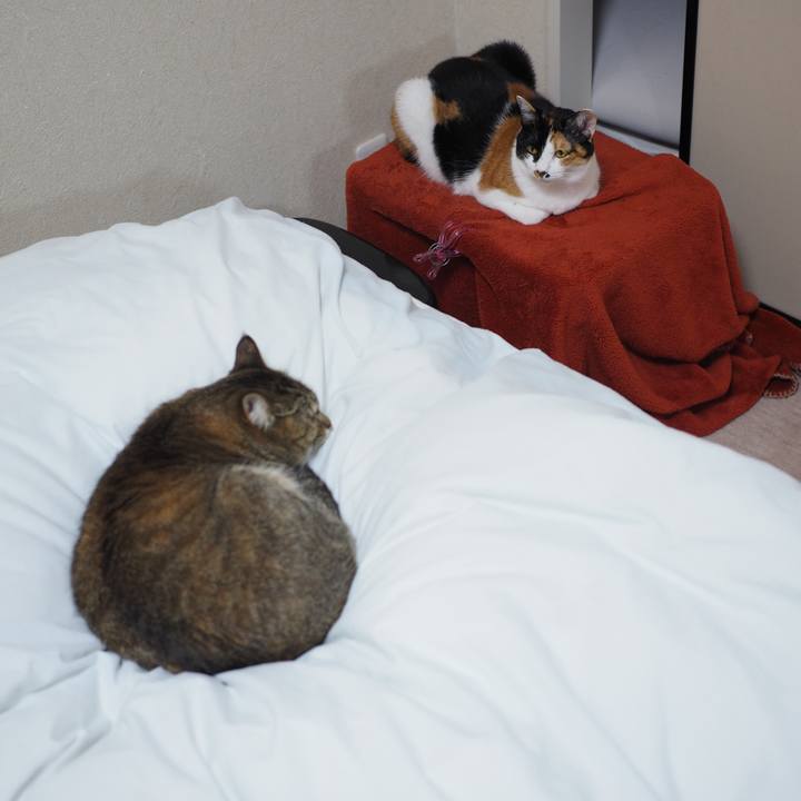 E4155b28 683b 4d62 8006 891bbb6616b9