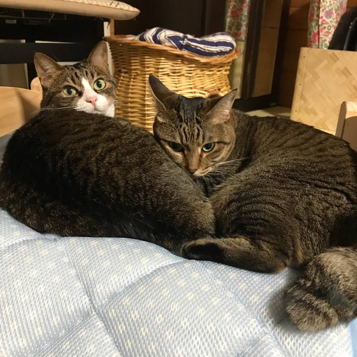 E41b420a 914e 4744 9c98 f33832690015