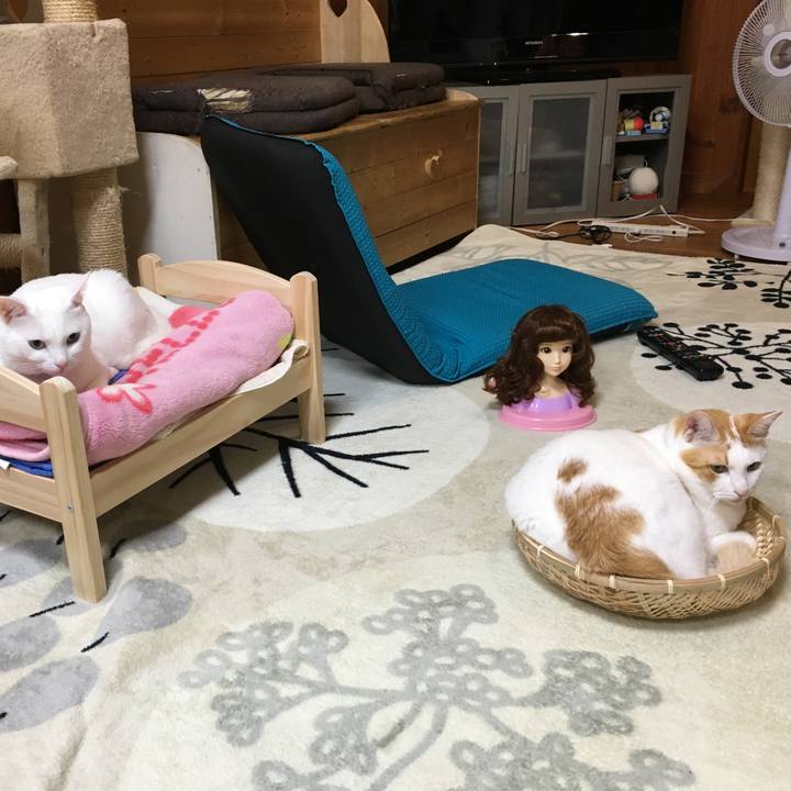 E4231e19 ff4a 4477 b6d6 ee38272662c3