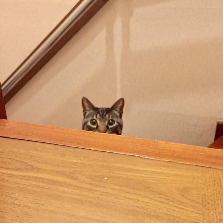 E4239d26 295f 4bb0 a2ed 9699db23d862