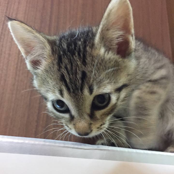 E4274c3a a285 4356 9ad4 1434a7fee96e